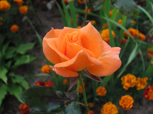 1577521 (a): :2560x1920